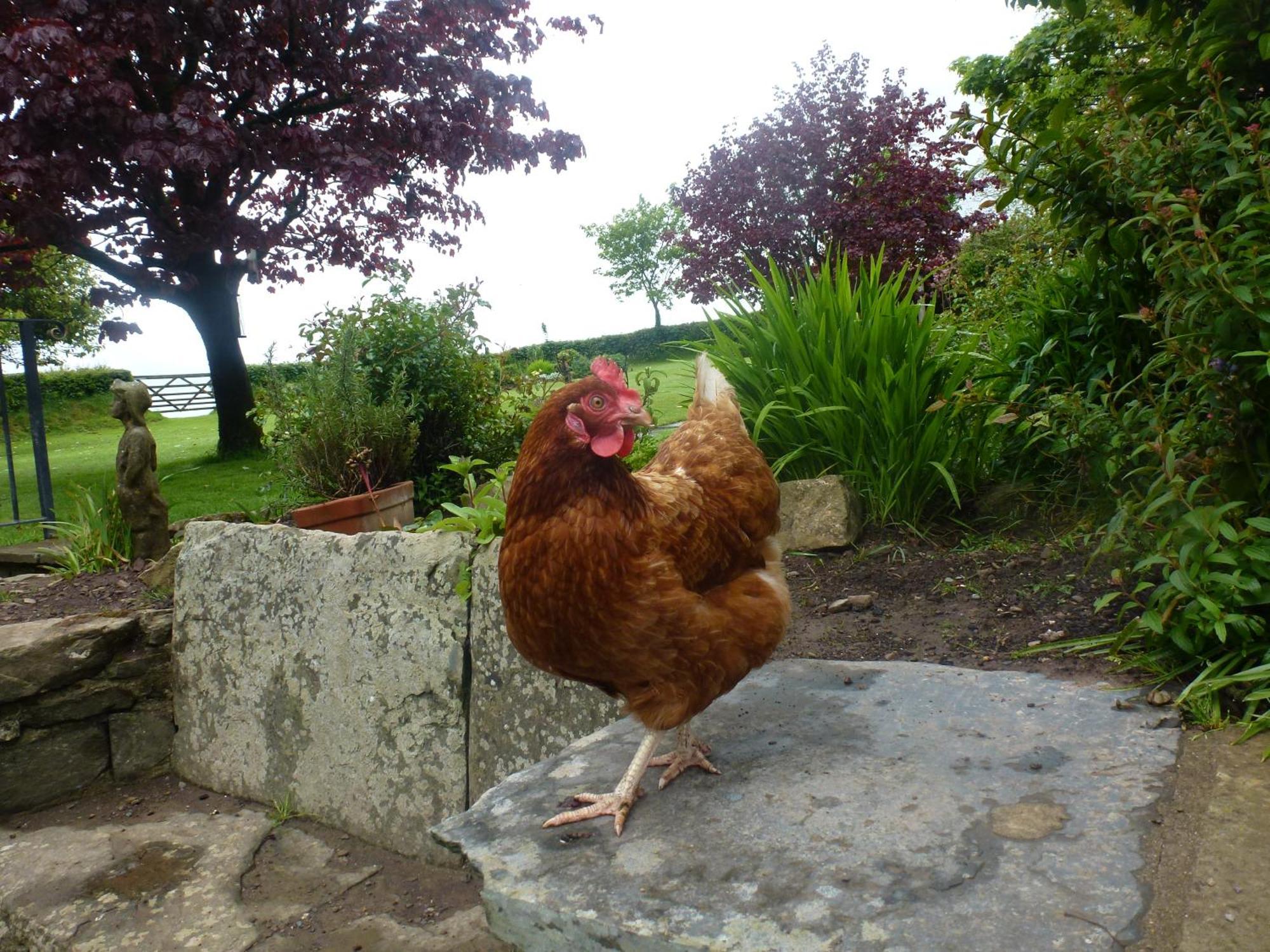 Kidwelly Farmhouse B&B Экстерьер фото